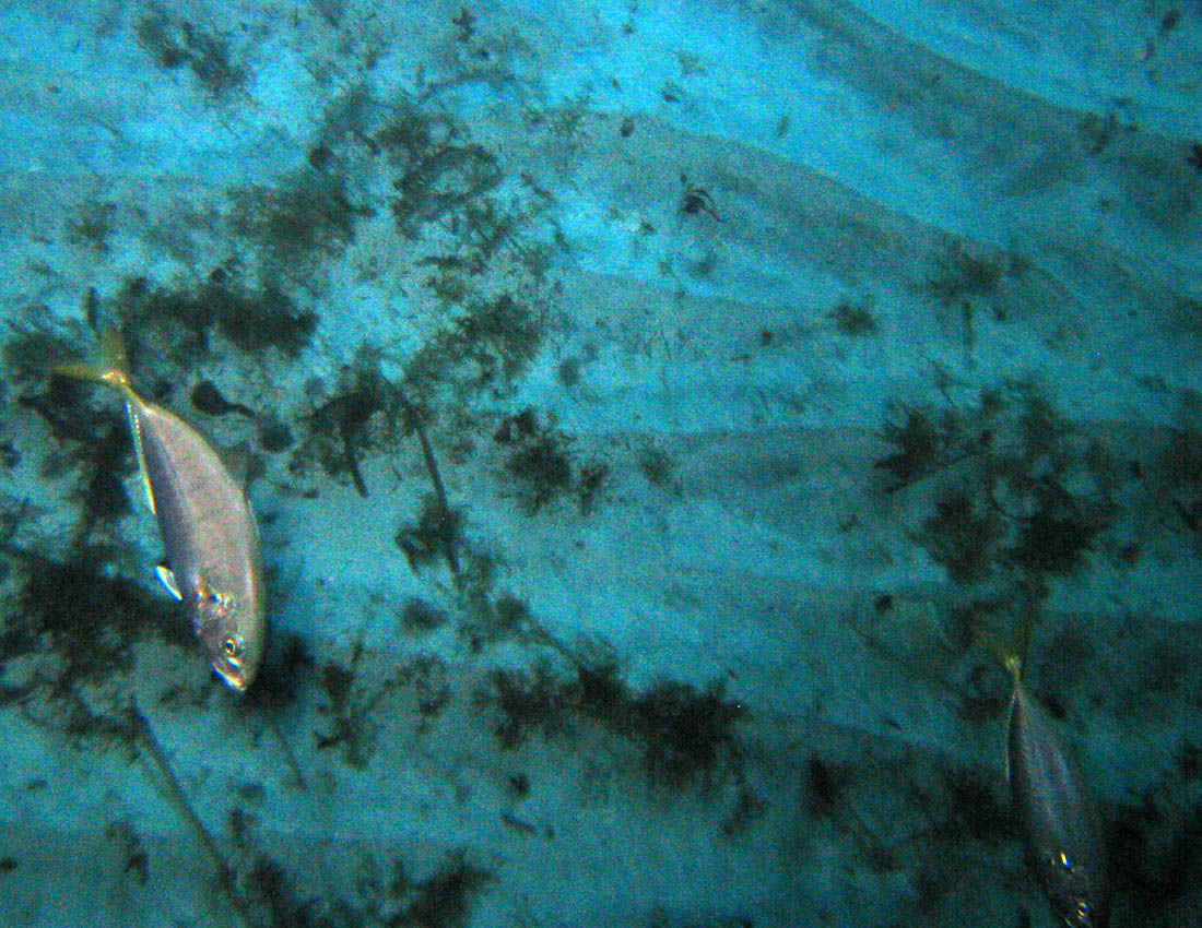 Pesce con la coda gialla (juvenile Caranx crysos)